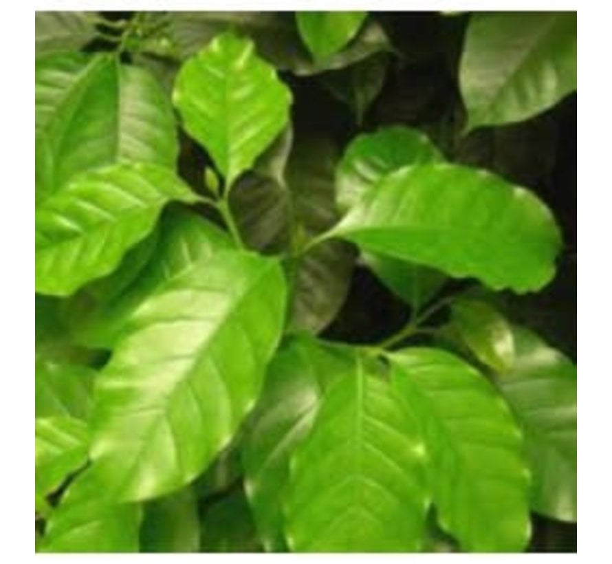  Coffea arabica (Groen, gaat bloeien) Iiving Wall mini plant