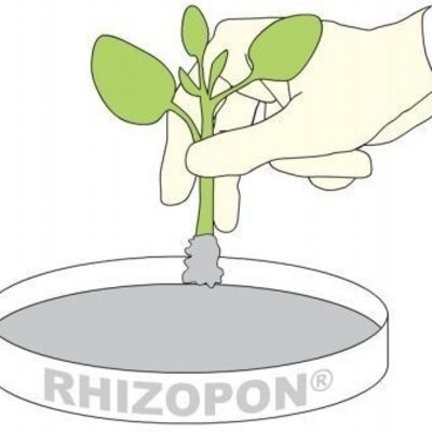 Rhizopon Rhizopon