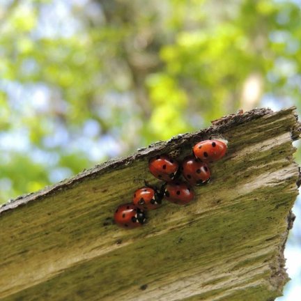 Nuttige insecten voor het biologisch bestrijden van ongedierte en schadelijke insecten