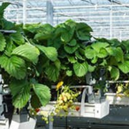 Wall greenhouses from Juliana Wall greenhouses from Juliana
