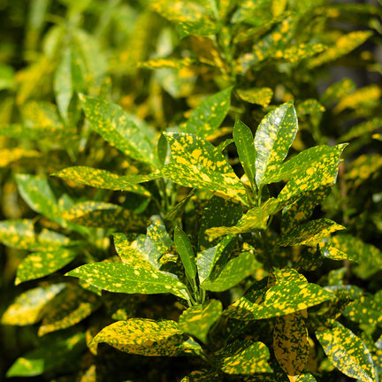 Plantas perennes Plantas perennes