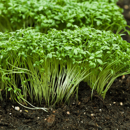 Seeds & cooking grow sets from the Baza brand in a grow bag Seeds & cooking grow sets from the Baza brand in a grow bag
