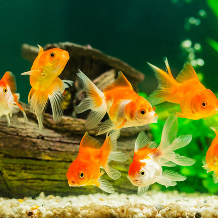 Fish Tank Fish Tank