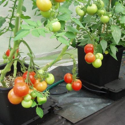 Autopot 1Pot Systeme Autopot 1Pot Systeme