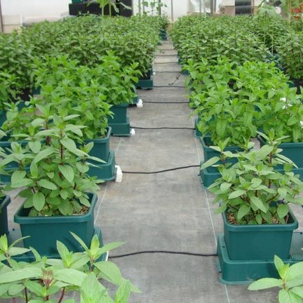 Autopot Easy2grow system Autopot Easy2grow system