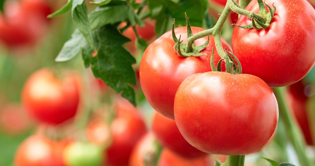 Overblijvend Veilig boiler Kweektips - Tomaten kweken - Raja Trading | The Urban Garden Store