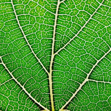 CO2 bemesting CO2 bemesting