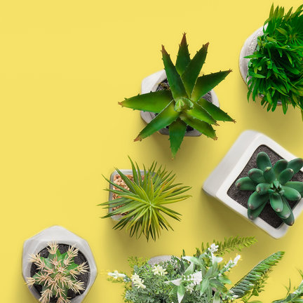 Buy plants and trees Buy plants and trees