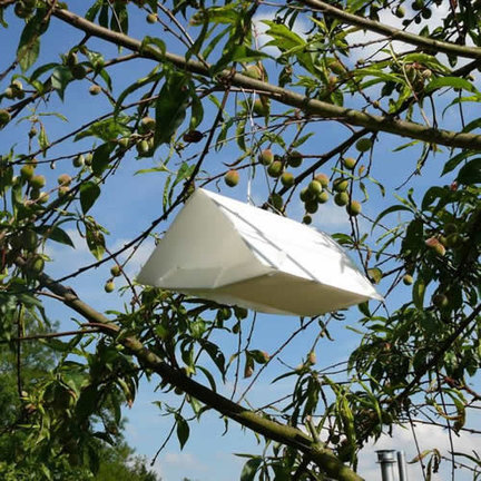 Insect traps for controlling pests in vegetable garden or greenhouse Insect traps for controlling pests in vegetable garden or greenhouse