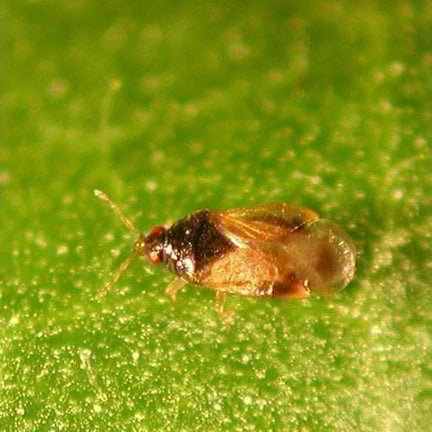 Useful insects for the biological control of pests and harmful insects Useful insects for the biological control of pests and harmful insects