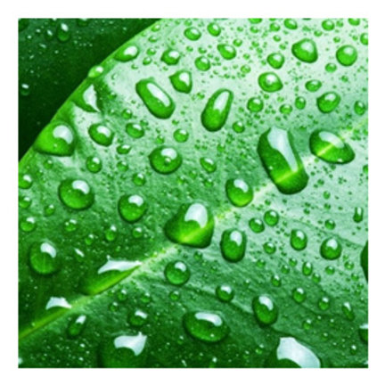 Foliar Nutrients for plants Foliar Nutrients for plants