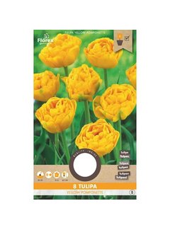 Florex Bulbos de Flores de Tulipán Yellow Pomponette Amarillo 8 pzas.