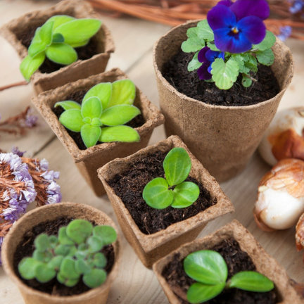 Peat Pots Peat Pots