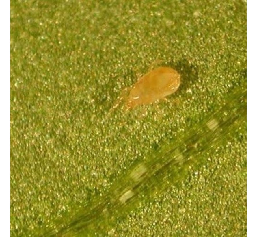Biogroei Cucumeris Predatory Mites against Thrips Larvae