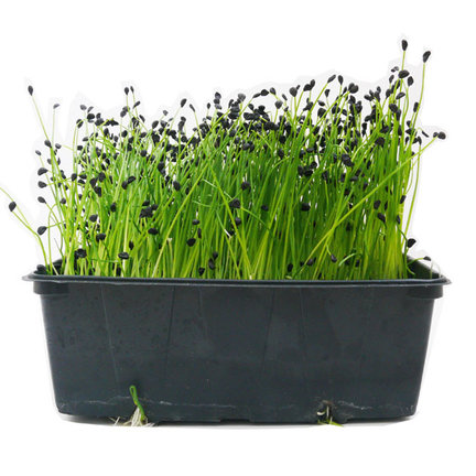 Kitchenfarm: Kompakte Growbox für Microgreens und Blattgemüse Kitchenfarm: Kompakte Growbox für Microgreens und Blattgemüse