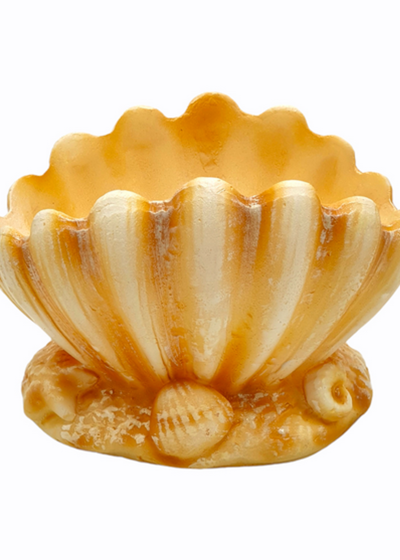 italian candle Empty lamark shell-shaped candle h15 25×25 cm
