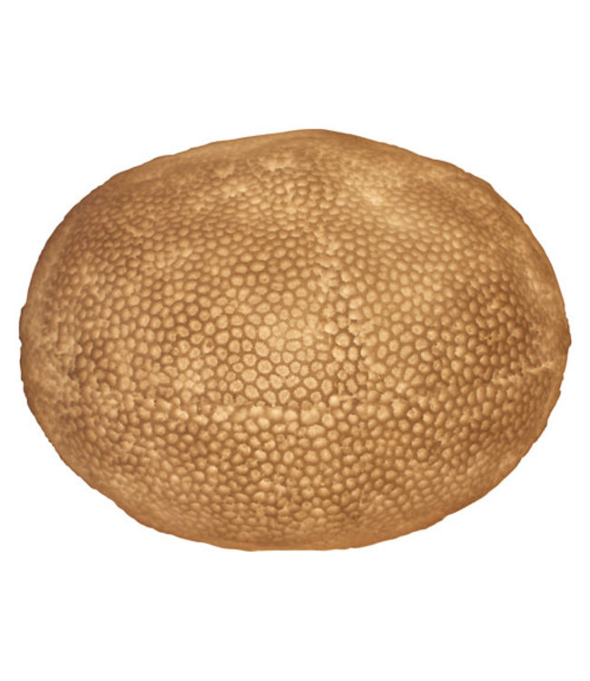 Sandstone Table Lamp Flat Coral Ball D34xH23.5cm