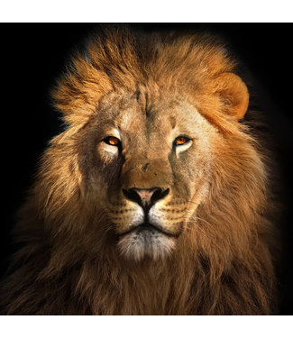 Fine Asianliving Der König der Löwen Digitaldruck 95x95cm Acrylglas