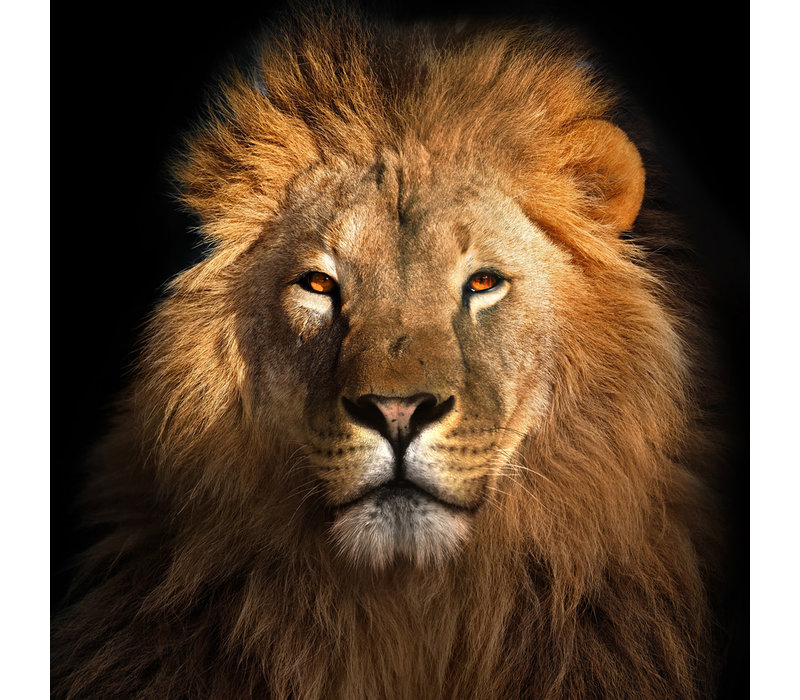 El Rey León Impresión Digital 95x95cm Vidrio Acrílico