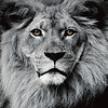 Fine Asianliving Der König der Löwen Schwarz Weiß Digitaldruck 80x80cm Sicherheitsglas