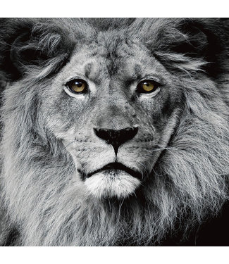Fine Asianliving De Leeuwen Koning Zwart Wit Digitale Print 80x80cm Veiligheids Glas