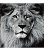 De Leeuwen Koning Zwart Wit Digitale Print 80x80cm Veiligheids Glas