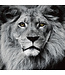 The Lion King Black White Digitalprint 80x80cm Safety Glass