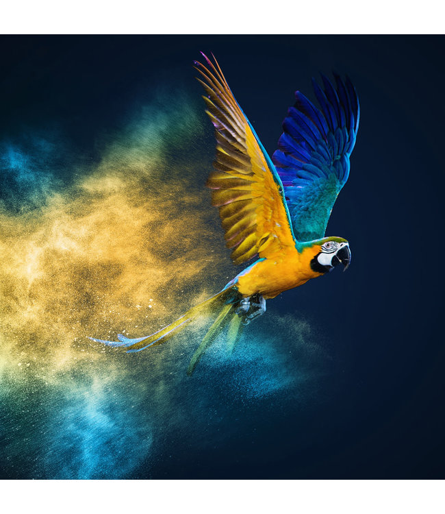 Flying Parrot Digitalprint 95x95cm Acrylic Glass