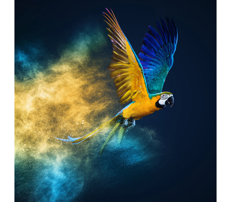 Fliegender Papagei Digitaldruck 95x95cm Acrylglas