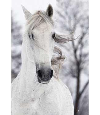 Fine Asianliving Weißes Pferd im Wind Digitaldruck 80x120cm Sicherheitsglas