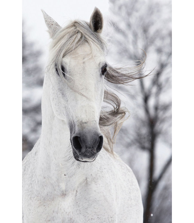 Wit Paard In De Wind Digitale Print 80x120cm Veiligheids Glas