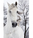 Weißes Pferd im Wind Digitaldruck 80x120cm Sicherheitsglas