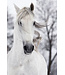 White Horse in the Wind Digitalprint 80x120cm Safety Glass