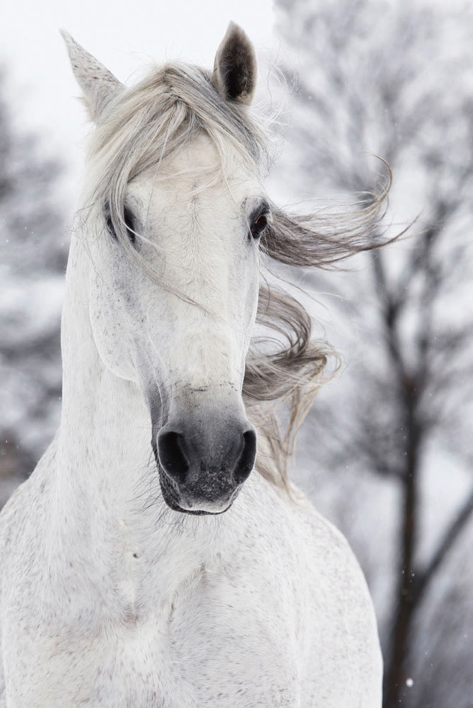 Wit Paard In De Wind Digitale Print 80x120cm Veiligheids - nu bij Orientique
