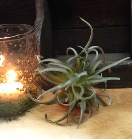 Tillandsia