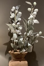 Eucalyptus tak met bessen