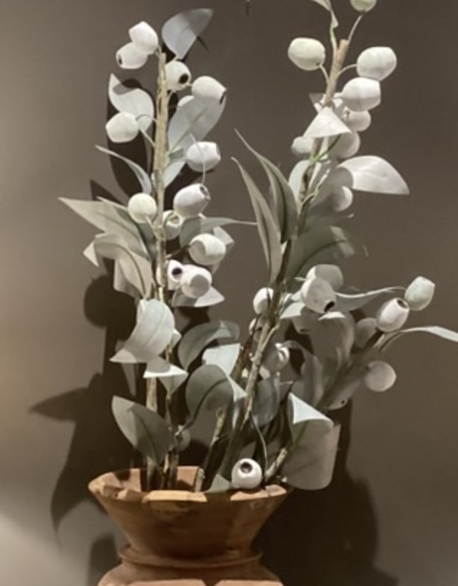 Eucalyptus tak met bessen