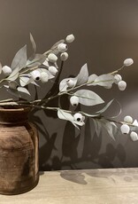Eucalyptus tak met bessen
