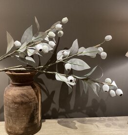 Eucalyptus tak met bessen