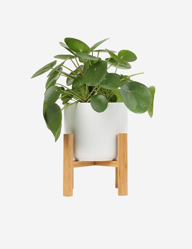 Brand1 Gingeraliquamd  amd