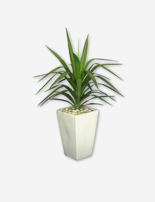 Brand4 limesop jimij limesop jimij