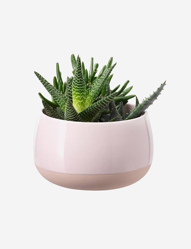 Brand3 Lorem ipsum dolod ipsum