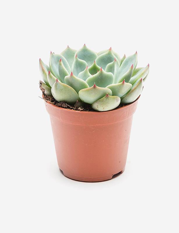 Brand3 Lorem ipsum dolod