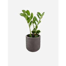 Brand6 Suspendisse pharet