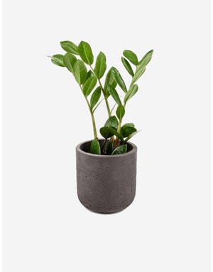 Brand6 Suspendisse pharet