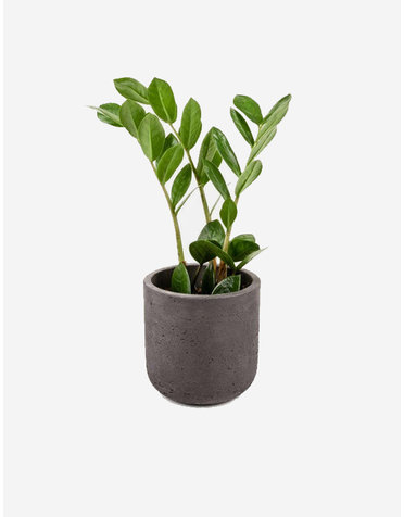 Brand6 Suspendisse pharet