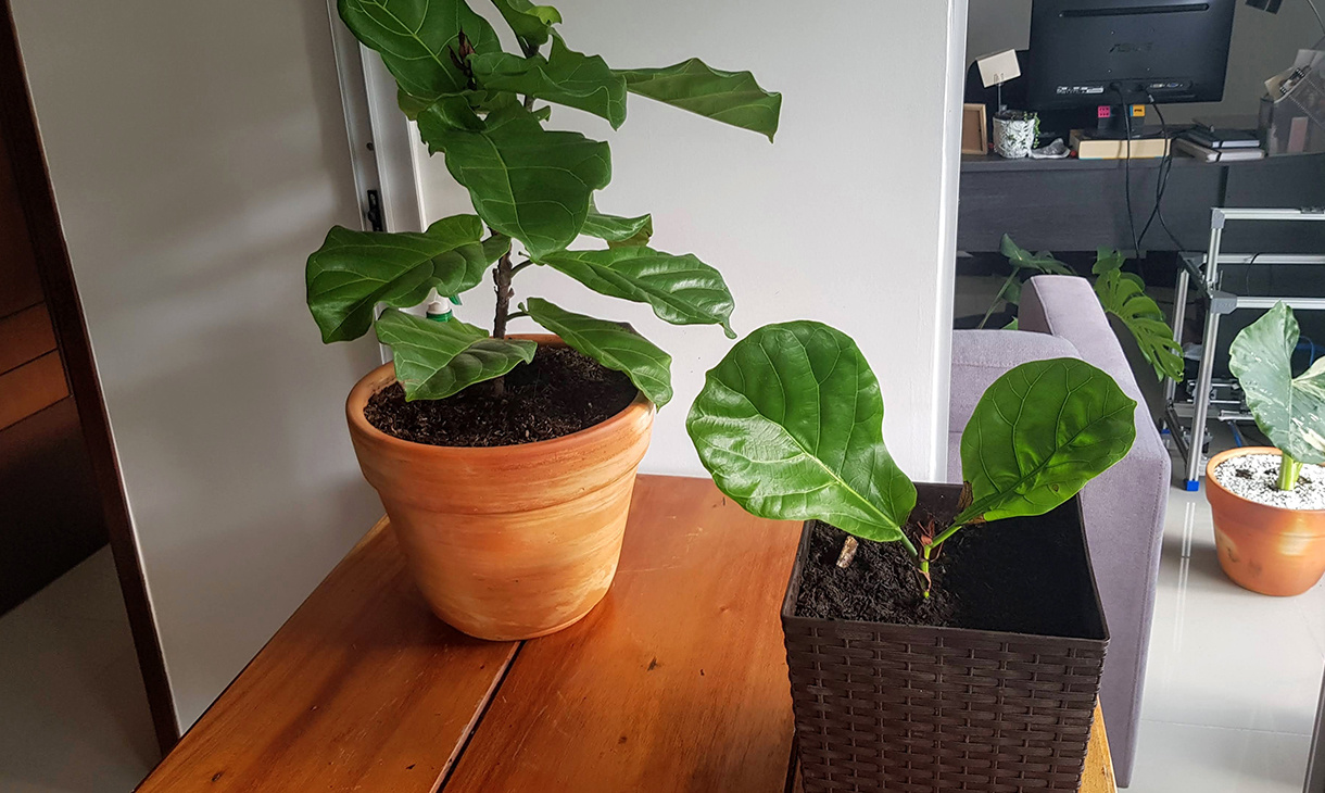 Ipsum Cursus Finibus