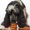 Pineut Pineut woof bake | Dognuts Pineut Pineut woof bake | Dognuts