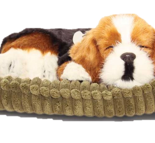 Levensecht huisdier (diverse rassen)