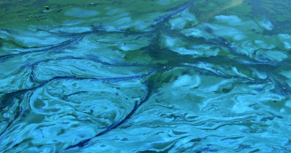 Blauwalg in Natuurwater: Wat Je Moet Weten